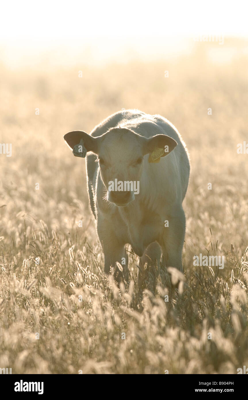 Bovini domestici, Sharollais (cross) di vitello, Kent, Inghilterra, Estate. Foto Stock