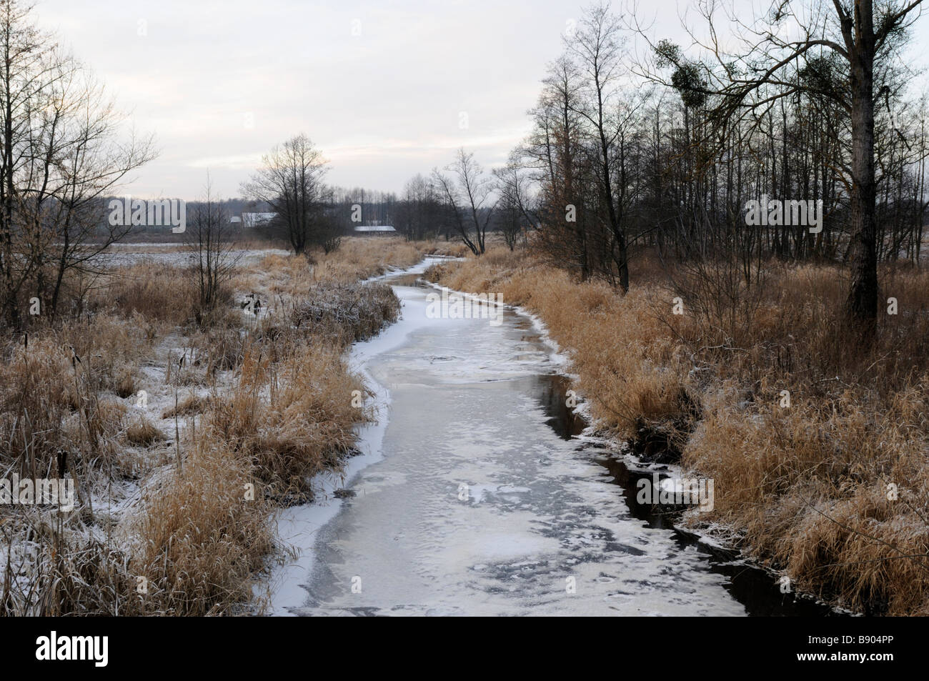 Fiume Narewka, Białowieża foresta Primaeval, Voivodato Podlaskie, Polonia Foto Stock