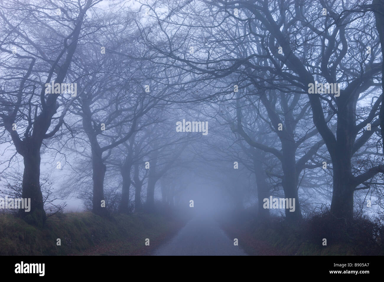 Foggy inverno mattina lungo un viale alberato lane near comune Northmoor Parco Nazionale di Exmoor Somerset Inghilterra Foto Stock