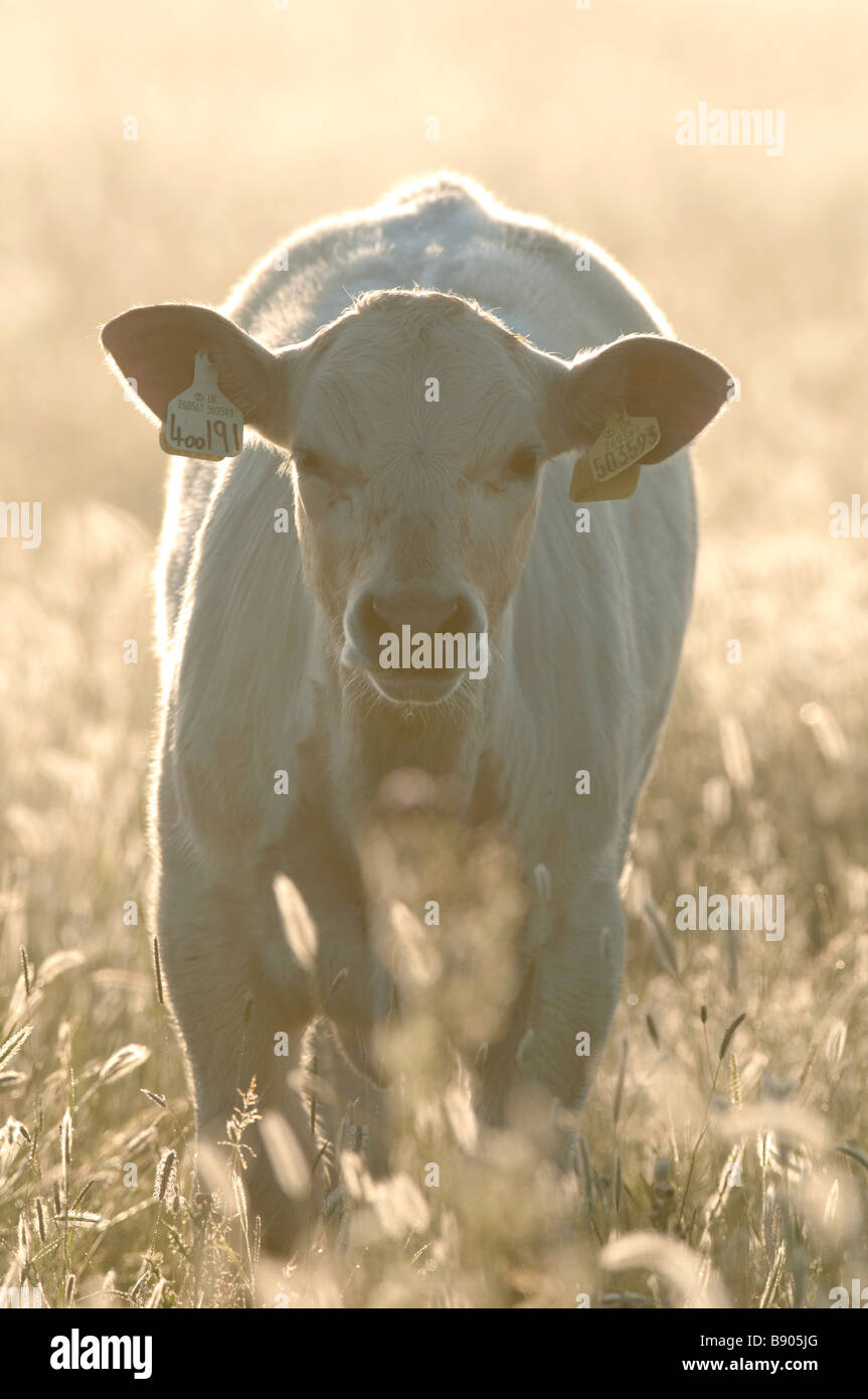 Bovini domestici, Sharollais (cross) di vitello, Kent, Inghilterra, Estate. Foto Stock