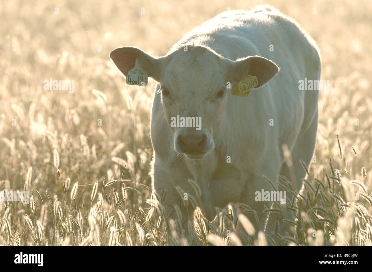 Bovini domestici, Sharollais (cross) di vitello, Kent, Inghilterra, Estate. Foto Stock