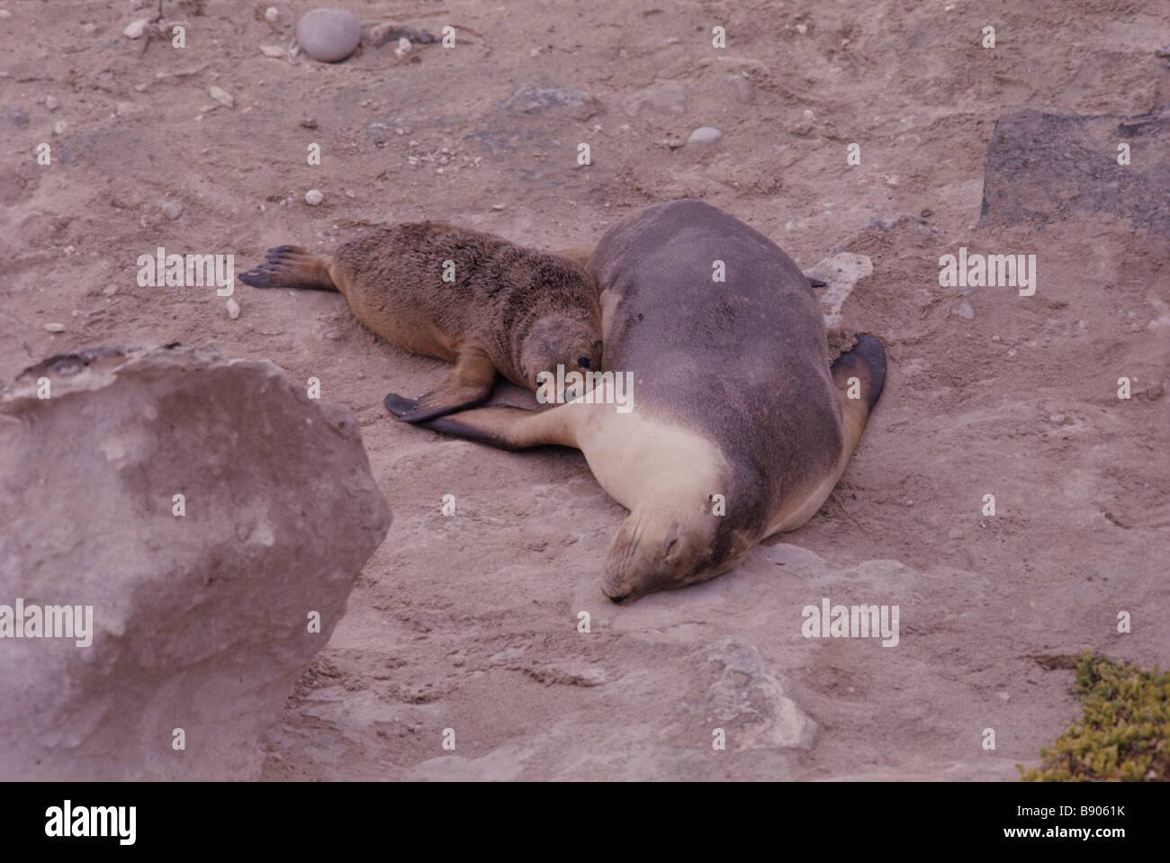 AUSTRALIAN SEA LION PUP e madre, canguro è., AUSTRALIA Foto Stock