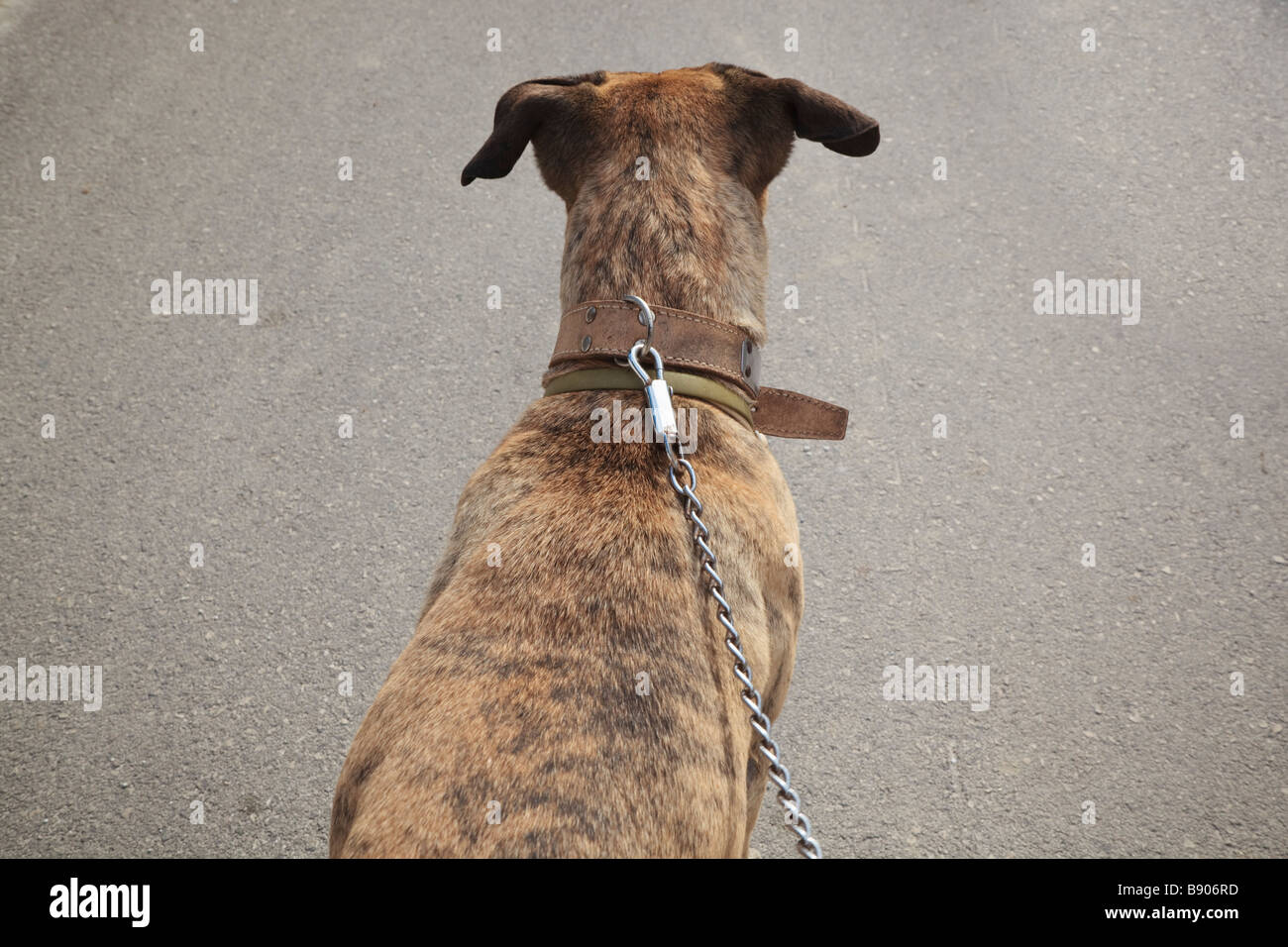 Cane di avviso sul piombo Foto Stock