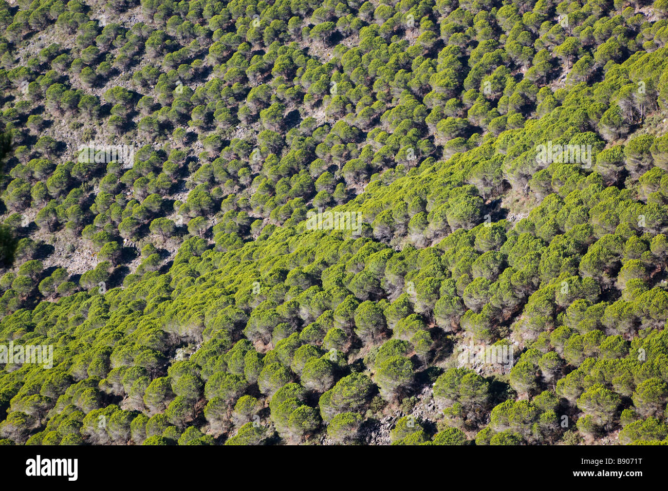 Collina con piantagioni di pini mediterranei vicino a Fuengirola Provincia di Malaga Costa del Sol Spagna Foto Stock