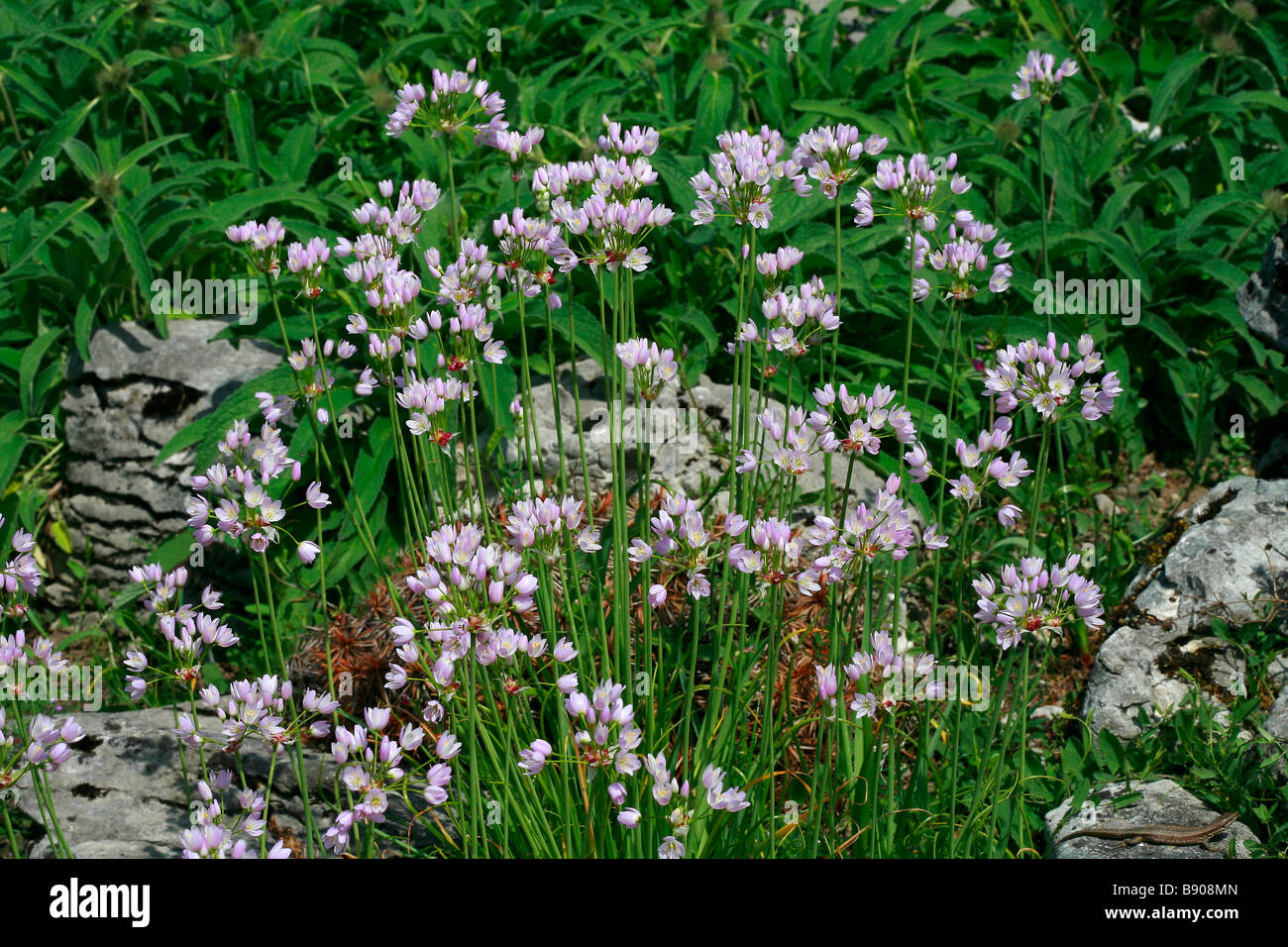 Allium roseum Foto Stock