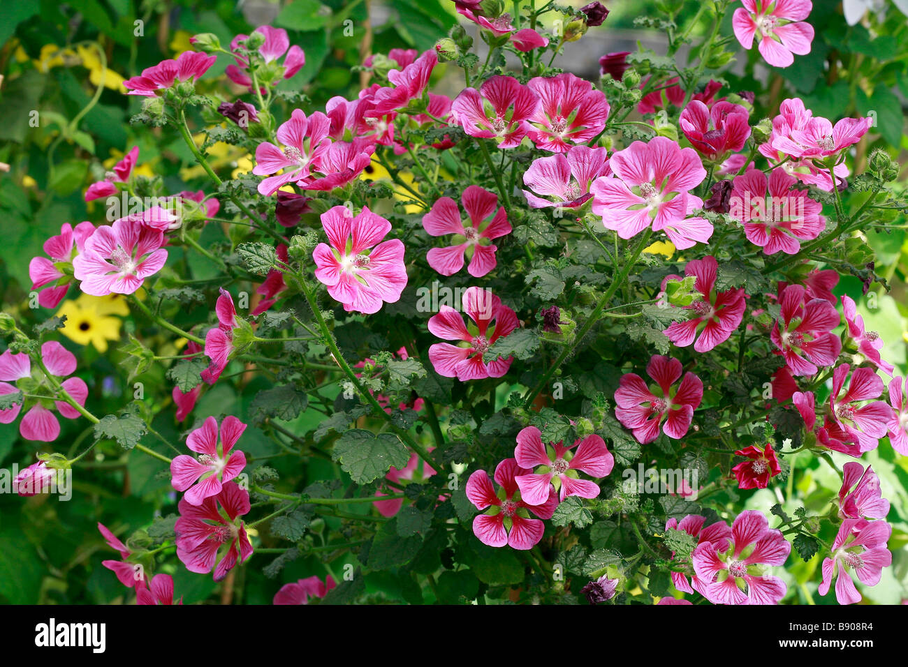 Anisodontea capensis Foto Stock