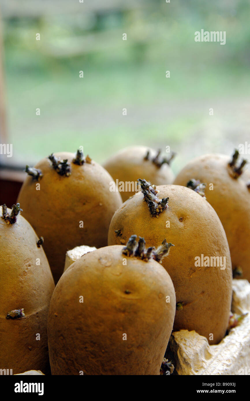 Chitting tuberi seme di patate sul davanzale varietà Charlotte Foto Stock