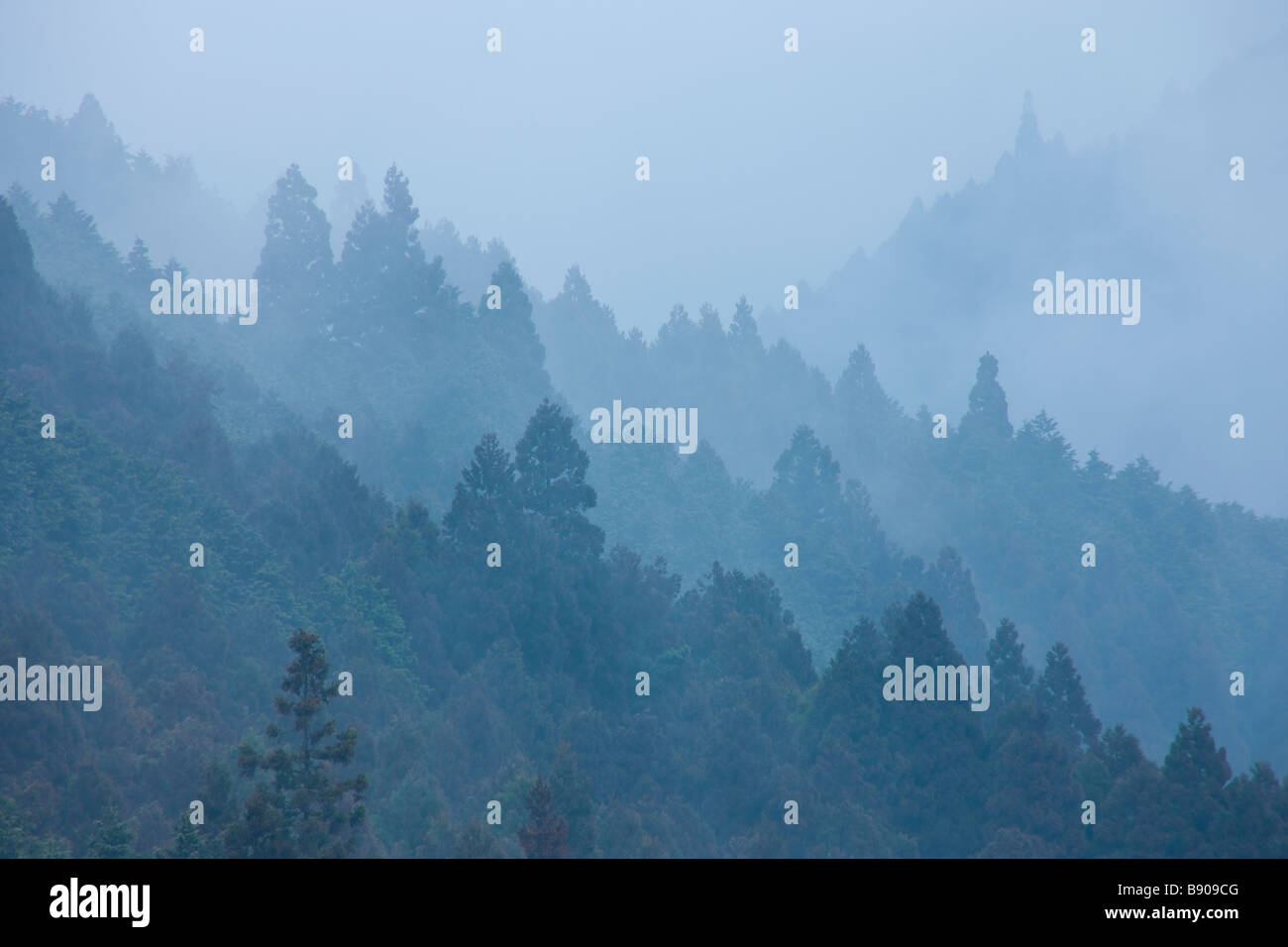 Foggy cedro giapponese forest Foto Stock