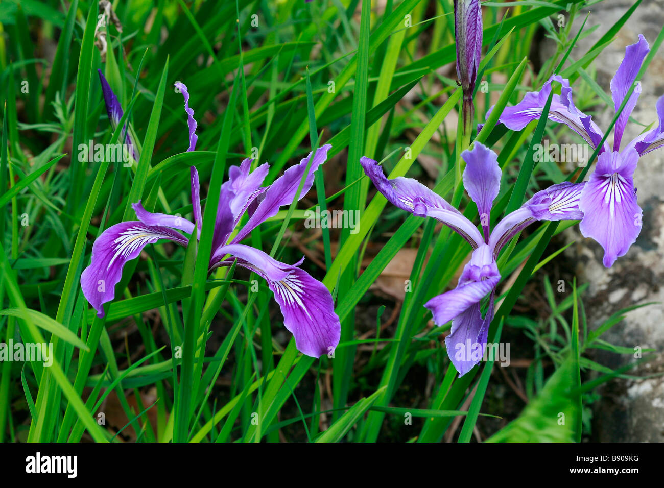 Iris tenax Foto Stock