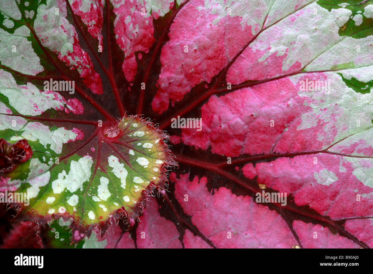 Begonia rex cultorum 'Seattle Twist" Foto Stock
