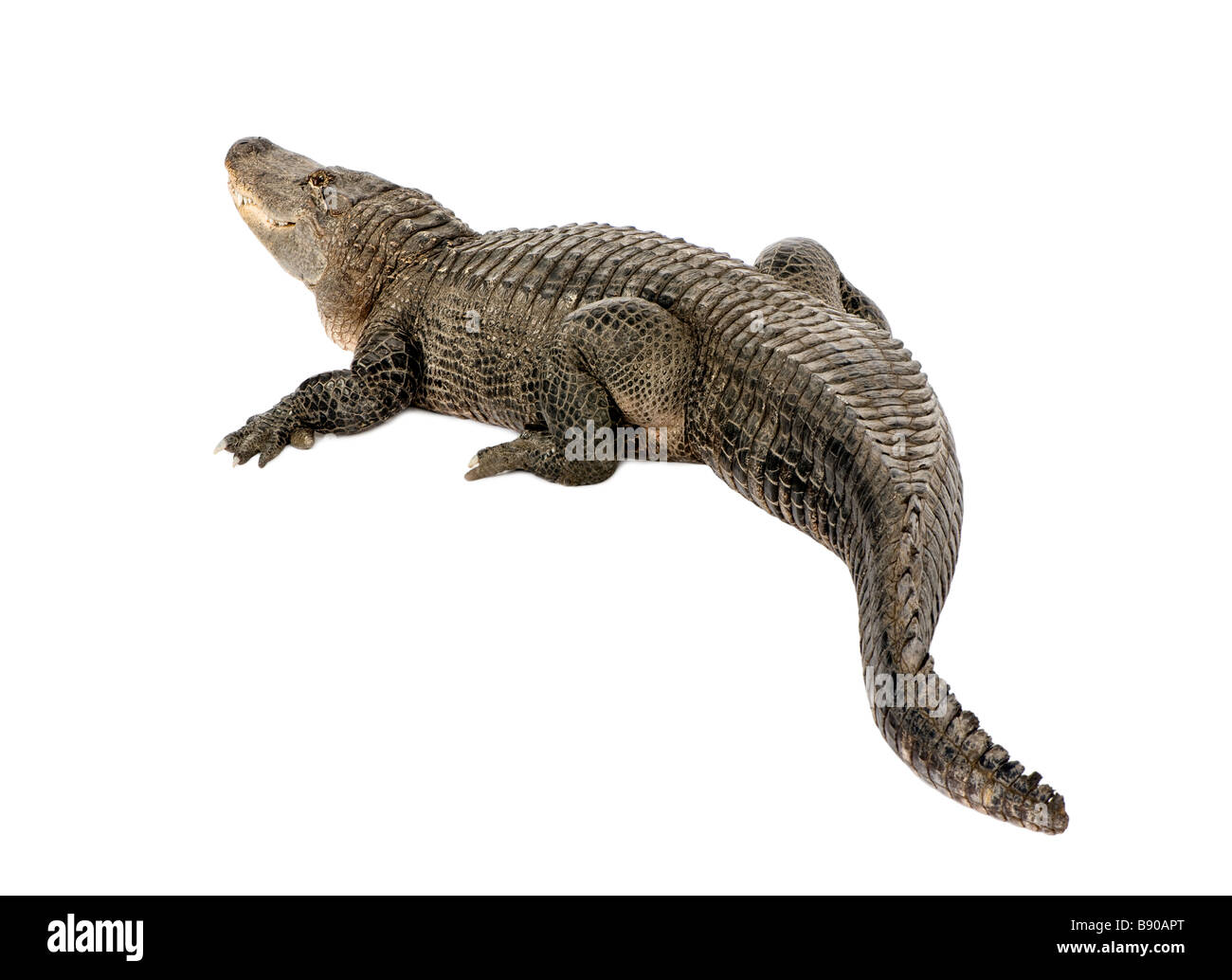 Il coccodrillo americano 30 anni Alligator mississippiensis davanti a uno sfondo bianco Foto Stock