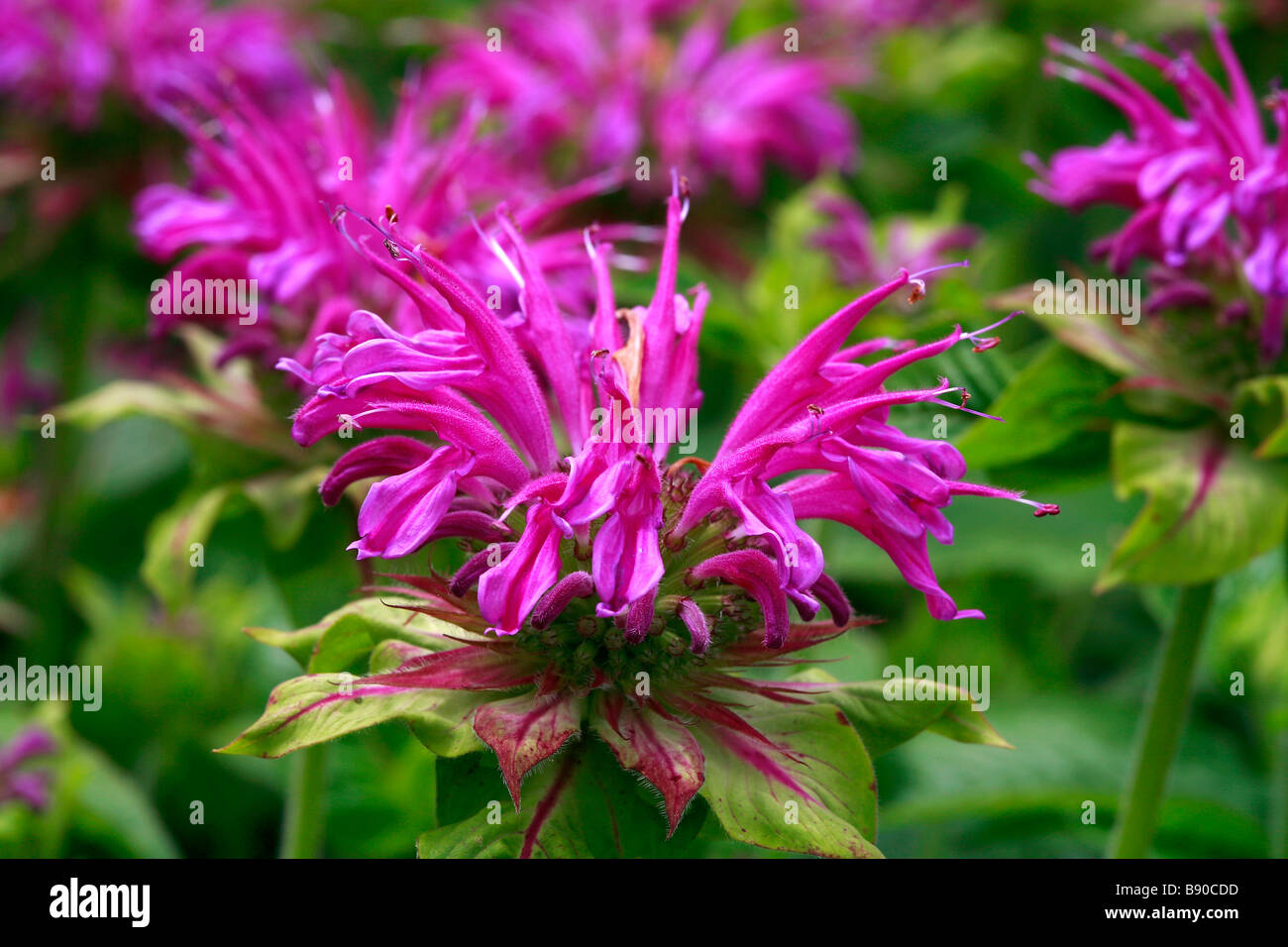 Monarda didyma "Prairie Notte' Foto Stock