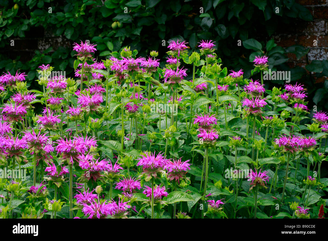 Monarda didyma "Prairie Notte' Foto Stock