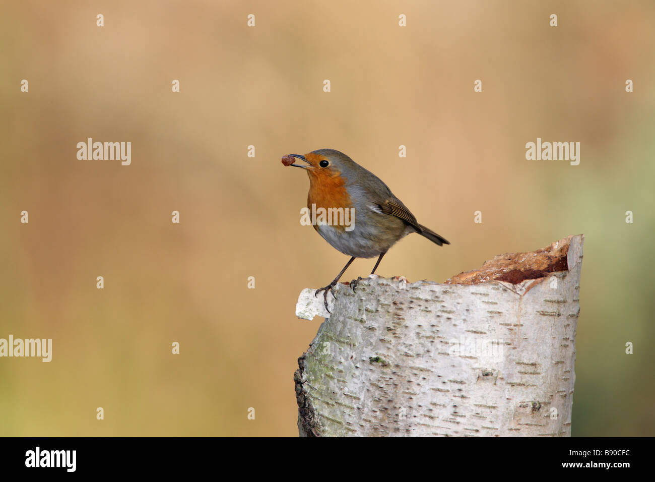 Robin Erithacus rubecula Foto Stock