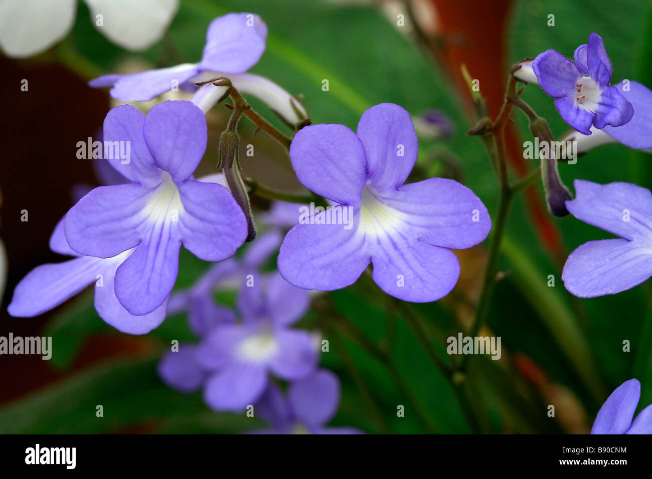 Streptocarpus "Stelle cadenti" Foto Stock