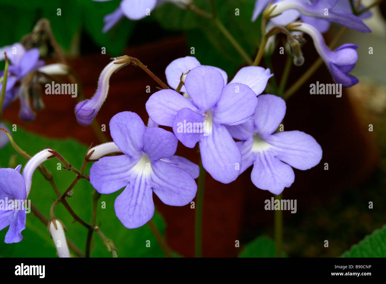 Streptocarpus "Stelle cadenti" Foto Stock