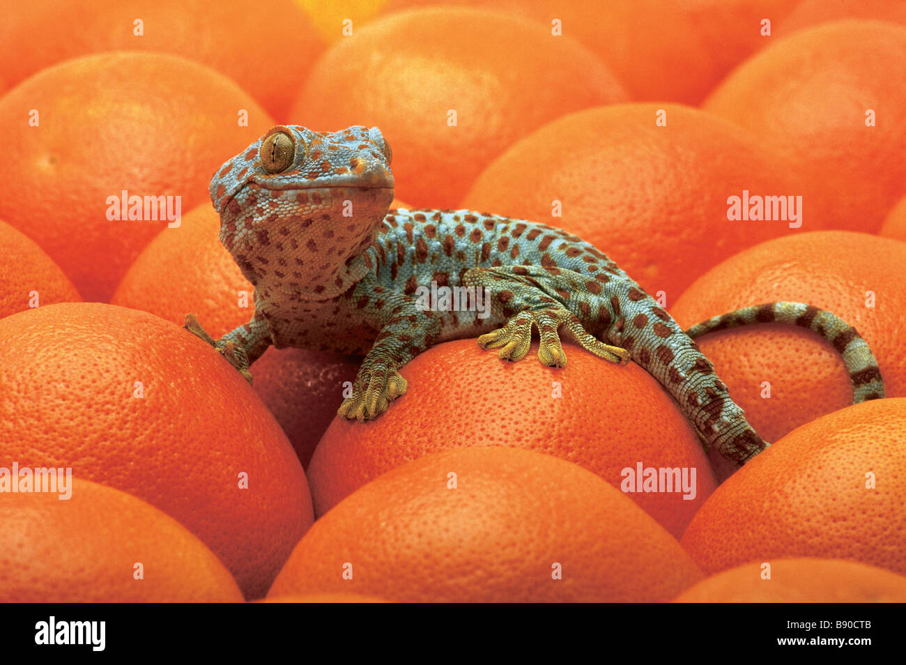 FL1179, Kitchin/Hurst; Spotted Lizard arance Foto Stock