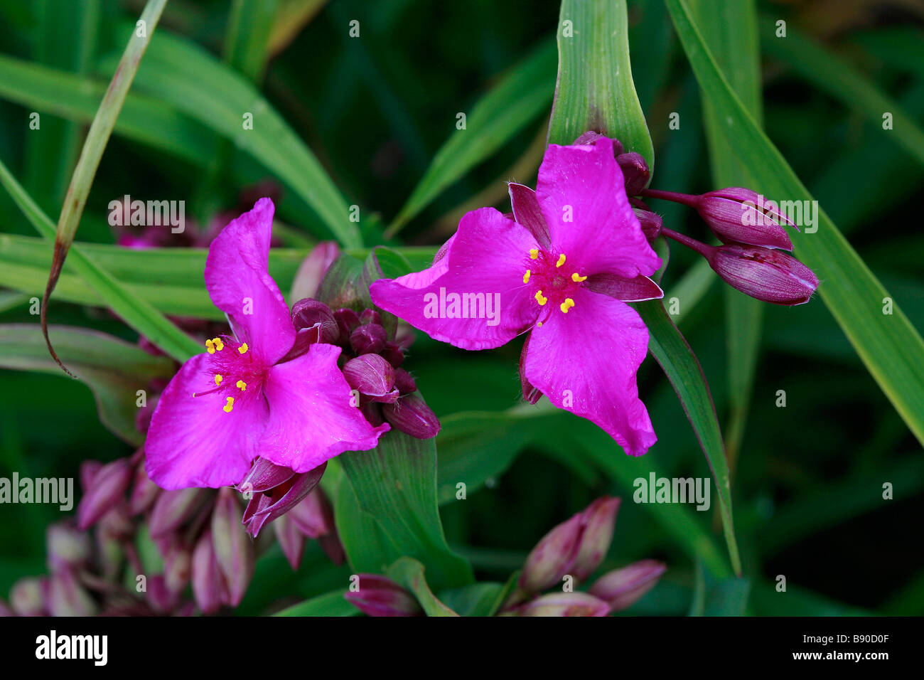Tradescantia x andersoniana "uva Concorde' Foto Stock