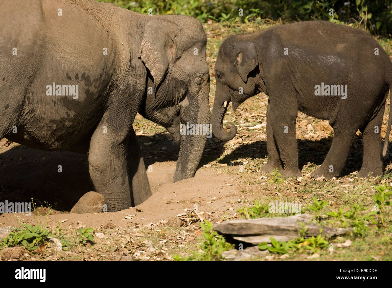 La madre e il bambino elefante indiano in Nagarhole National Park, India Foto Stock