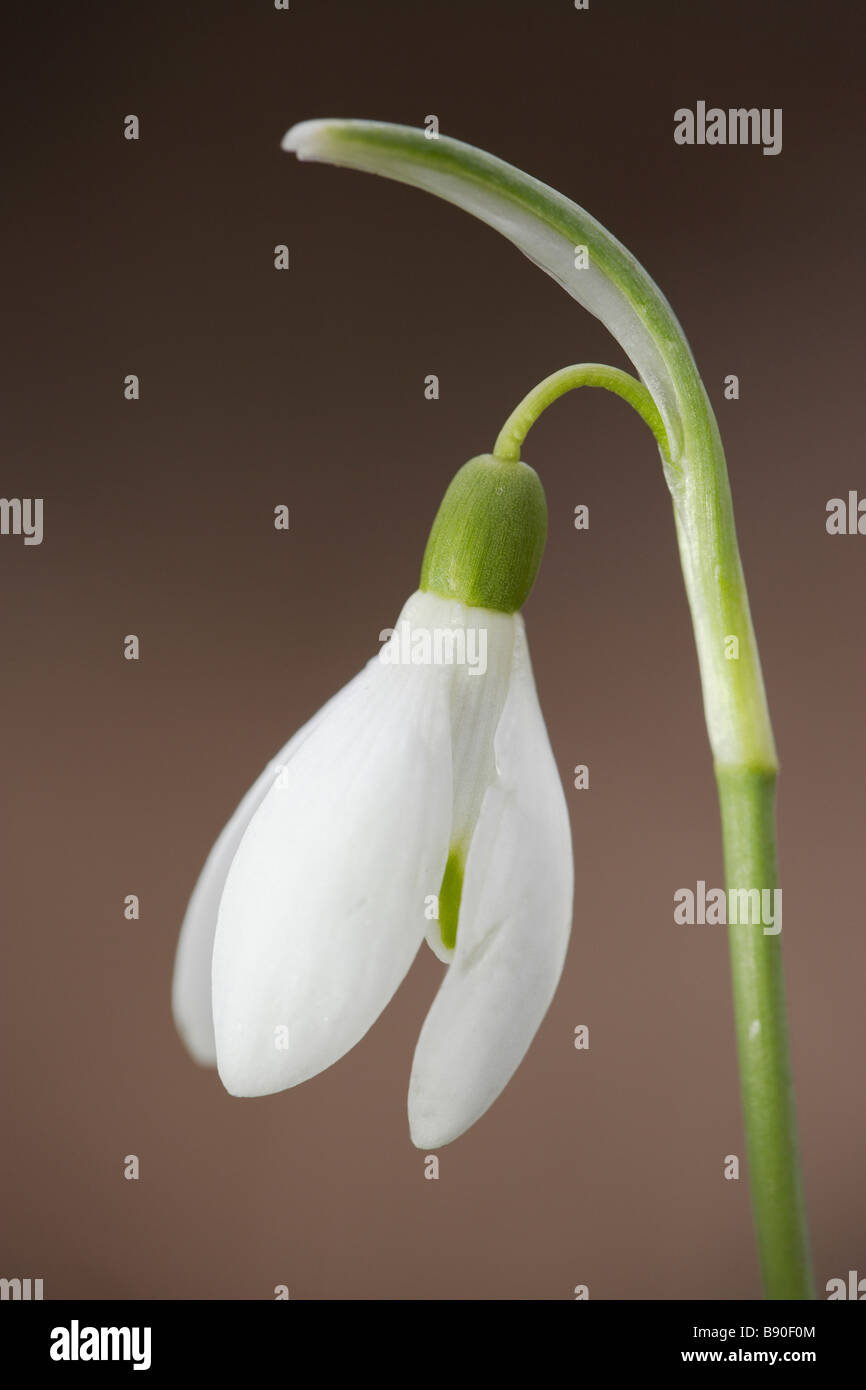 Comune (Snowdrop Galanthus nivalis), close-up di fiore singolo Foto Stock