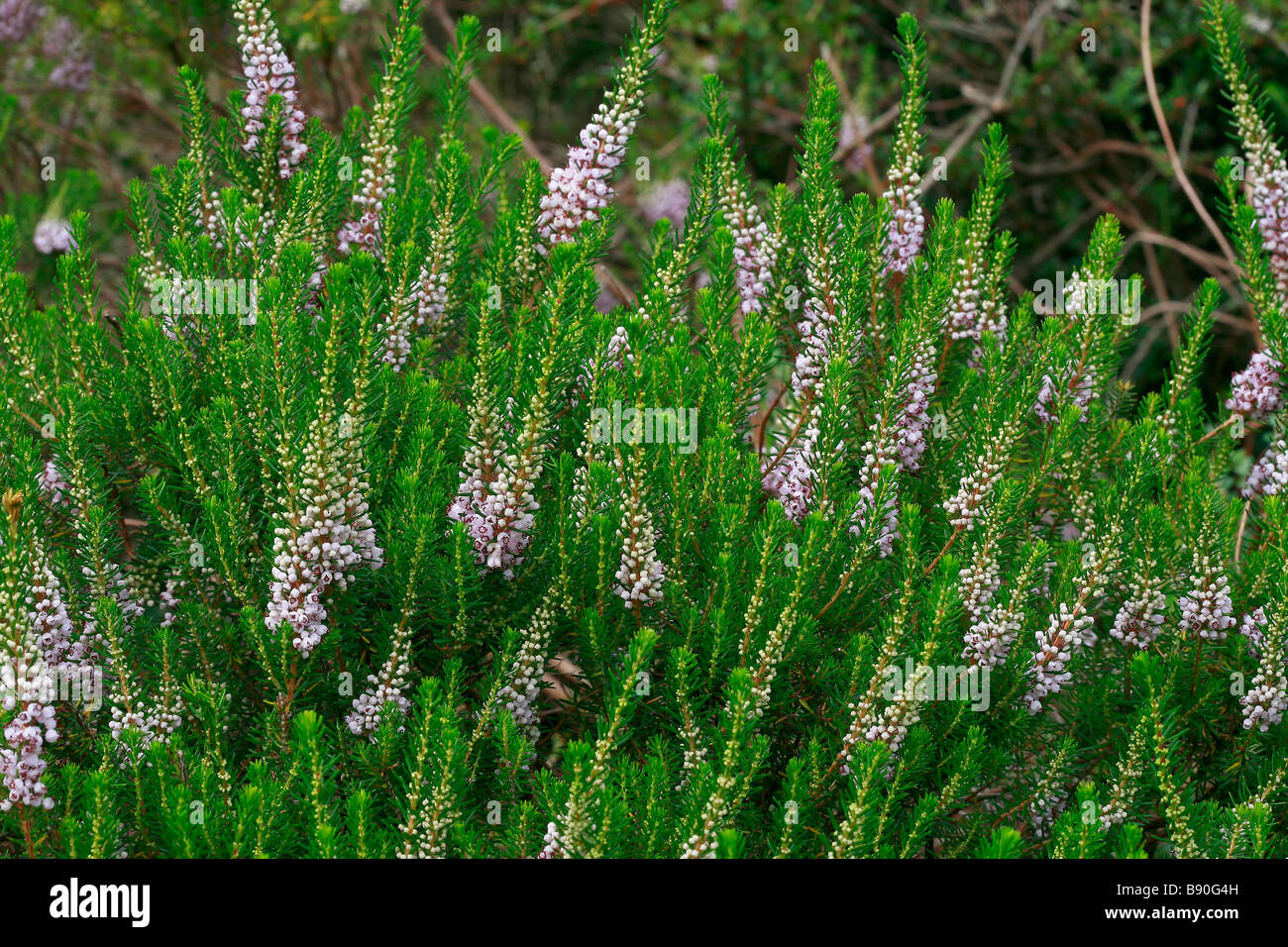 Erica vagans Foto Stock