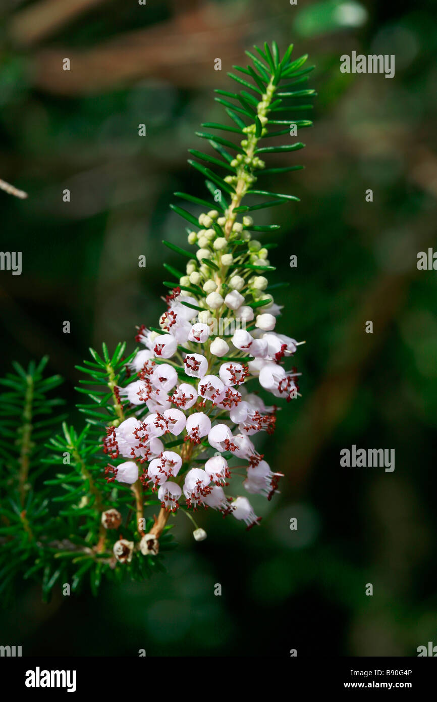 Erica vagans Foto Stock