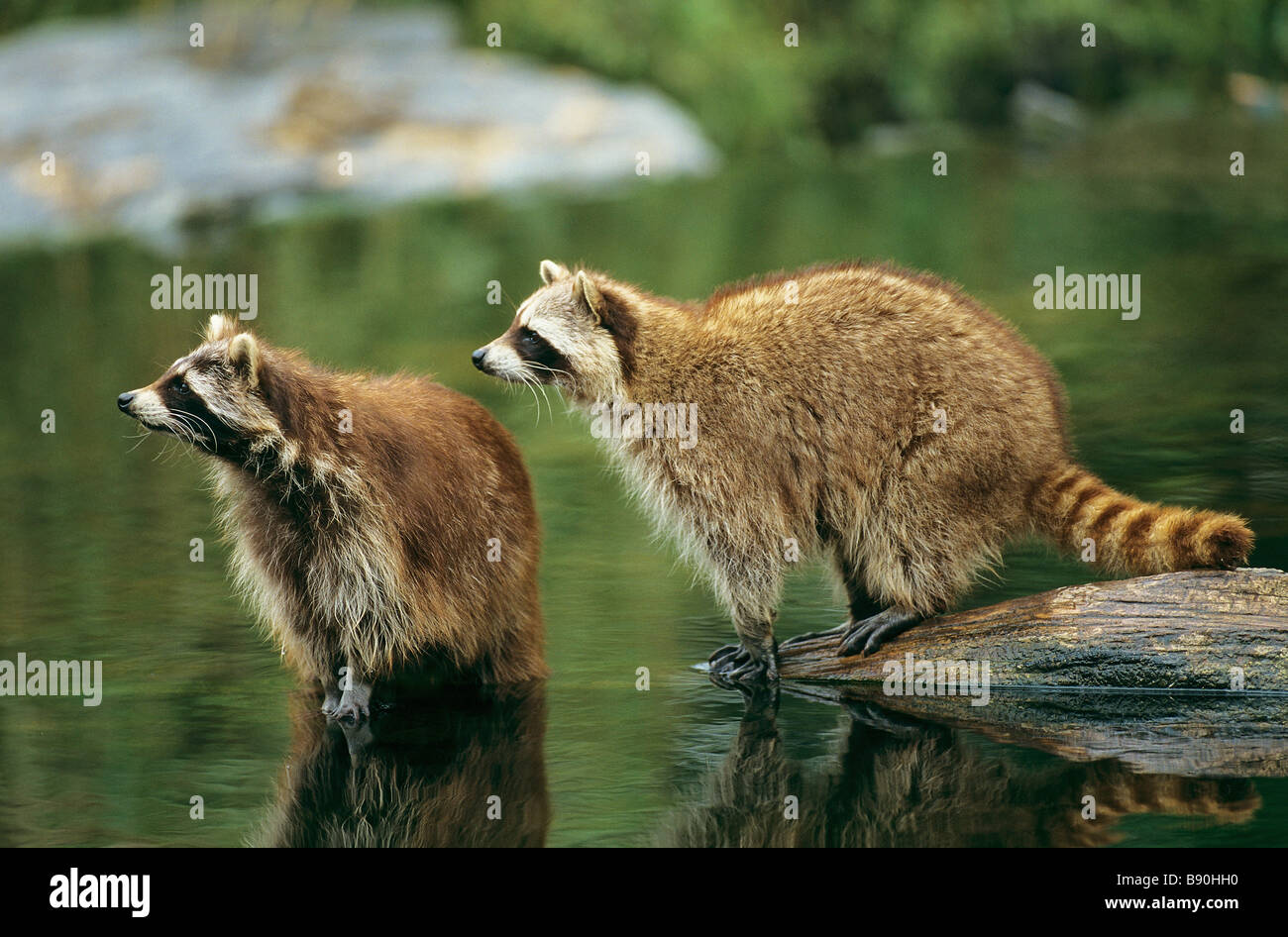 2 Comune procioni - Standing at the Waterside / Procione lotor Foto Stock