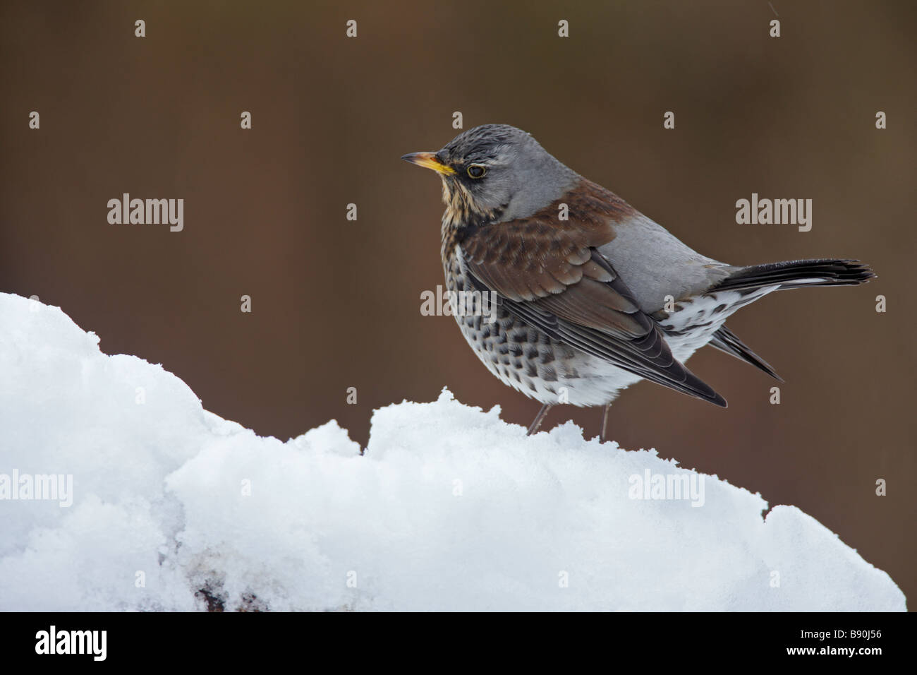 Allodole Cesene Beccacce Turdus pilaris nella neve Foto Stock