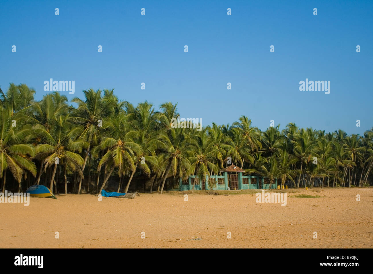 Fila di alberi di noce di cocco in riva al mare Foto Stock