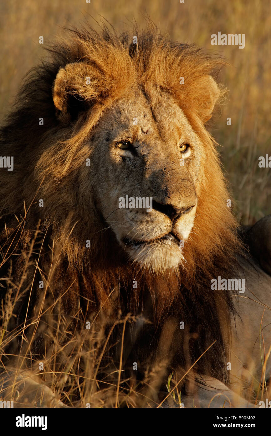 Ritratto di un grande maschio di leone africano (Panthera leo), Sabie sabbia riserva naturale, Sud Africa Foto Stock