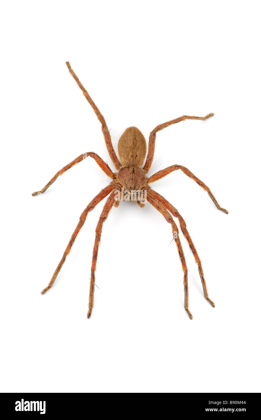 Un peloso pioggia africana spider (Palystes spp) su bianco Foto Stock