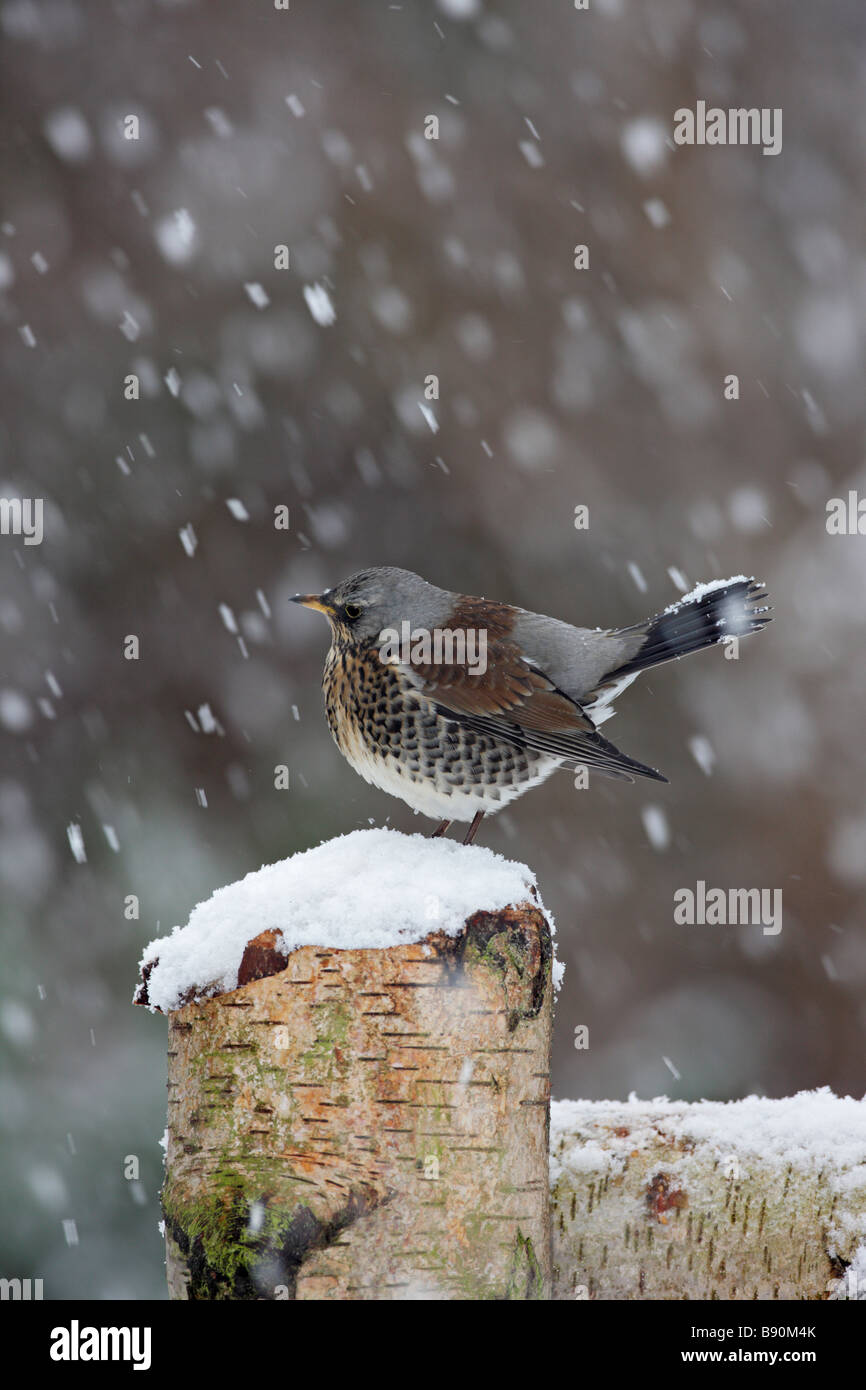 Allodole Cesene Beccacce Turdus pilaris in caduta di neve Foto Stock