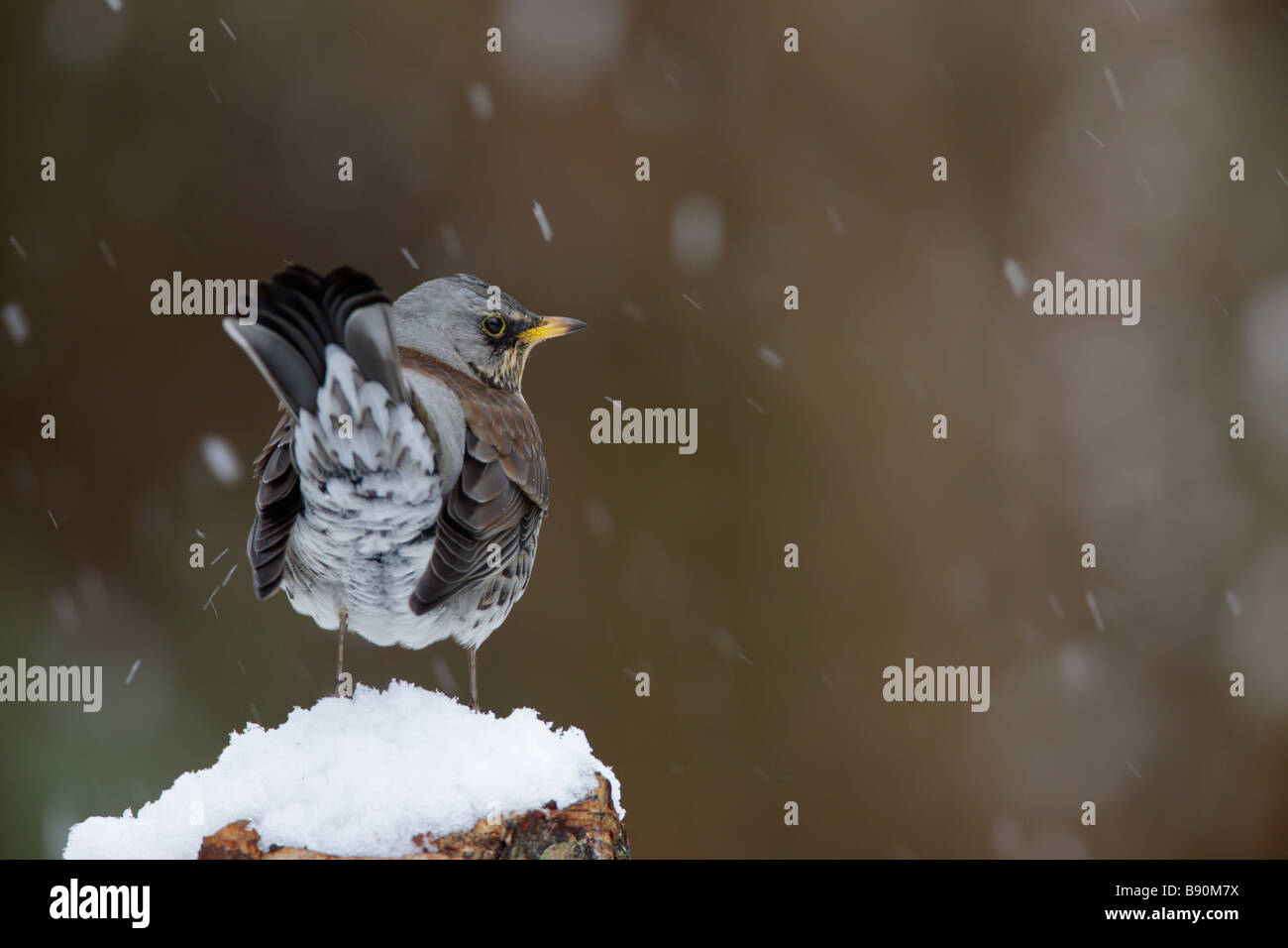 Allodole Cesene Beccacce Turdus pilaris in caduta di neve Foto Stock