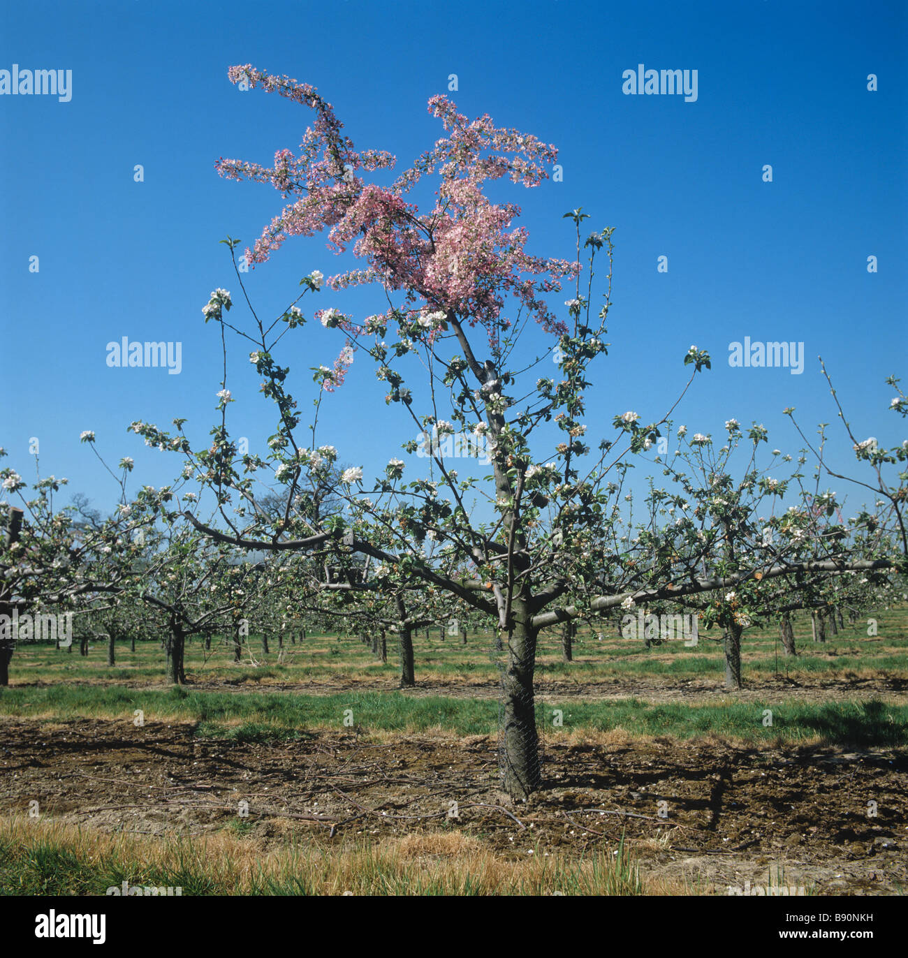 Fioritura rosa apple impollinatrice innestati su una fioritura bianco varietà Kent Foto Stock