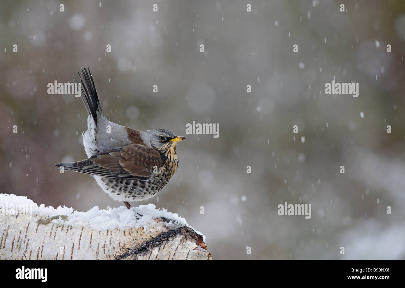 Allodole Cesene Beccacce Turdus pilaris in caduta di neve Foto Stock