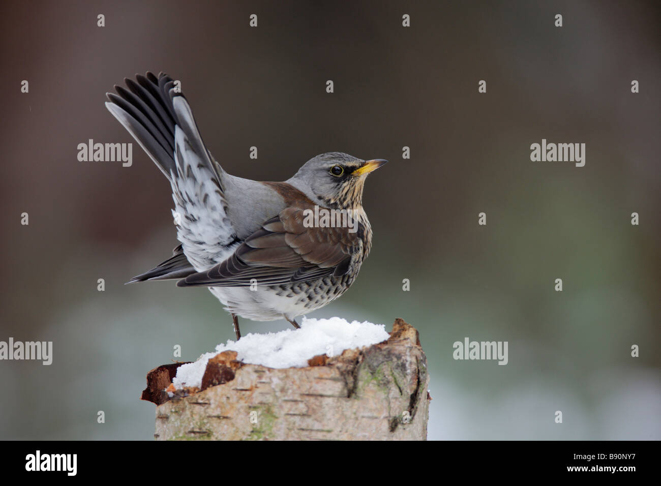 Allodole Cesene Beccacce Turdus pilaris nella neve Foto Stock