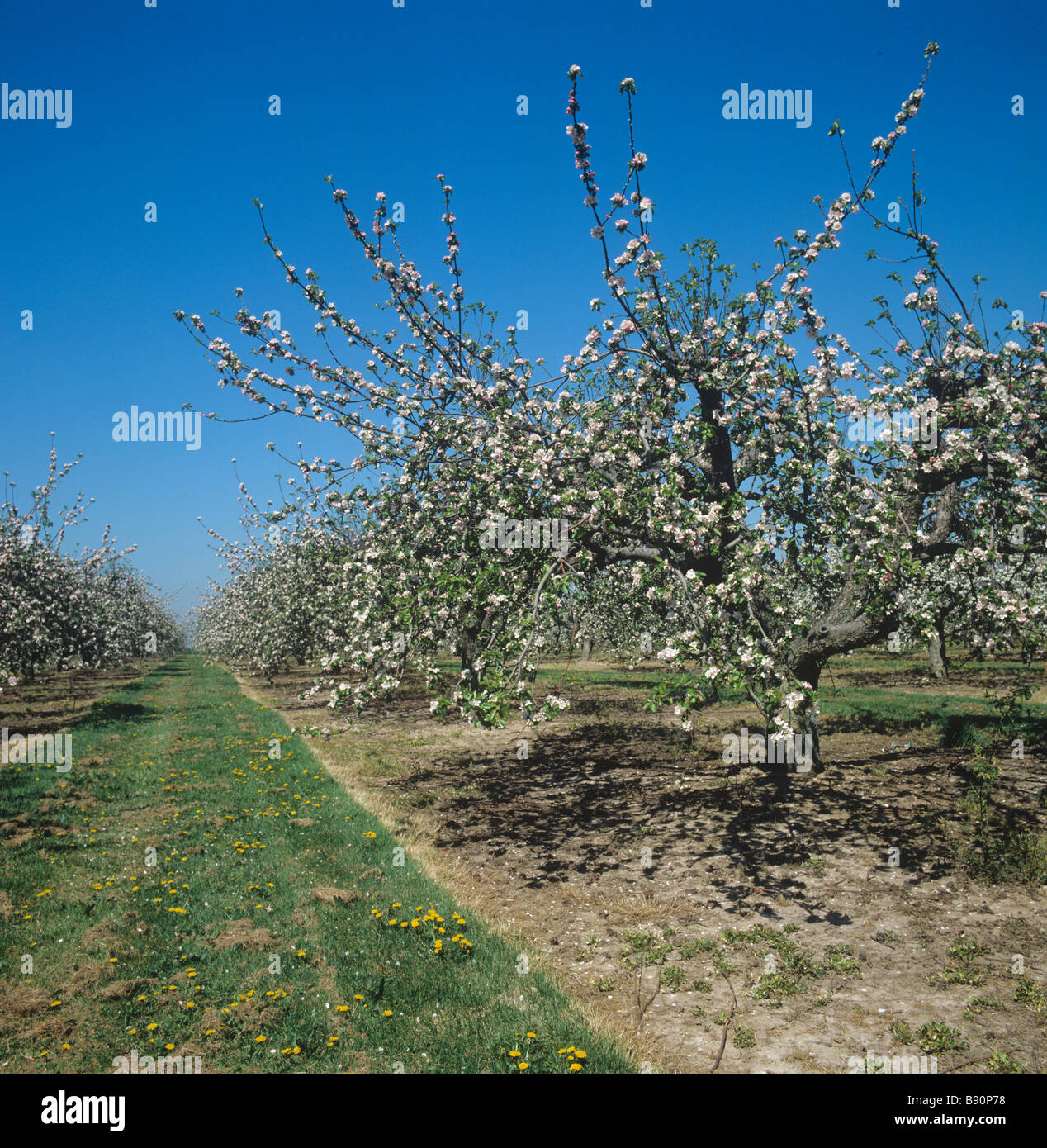 Apple orchard con alberi maturi in piena fioritura Kent Foto Stock