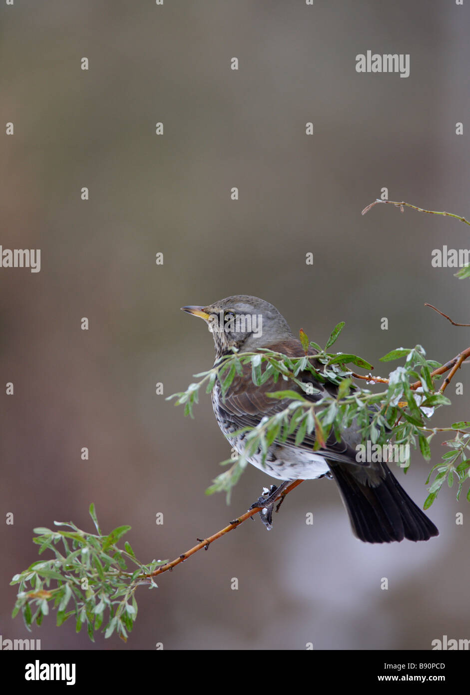 Allodole Cesene Beccacce Turdus pilaris nella neve Foto Stock