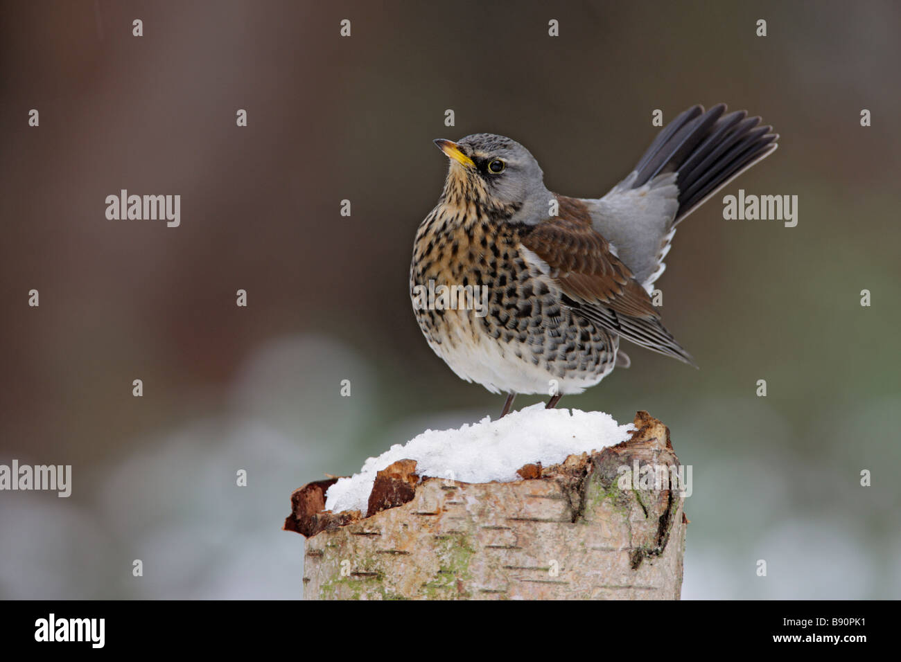 Allodole Cesene Beccacce Turdus pilaris in giardino in caso di gelo con  neve sul terreno Norfolk febbraio Foto stock - Alamy