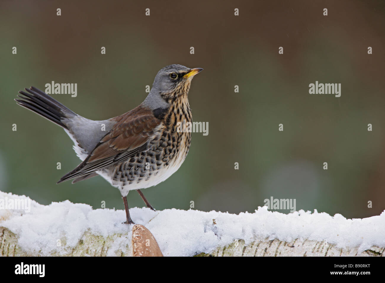 Allodole Cesene Beccacce Turdus pilaris nella neve Foto Stock