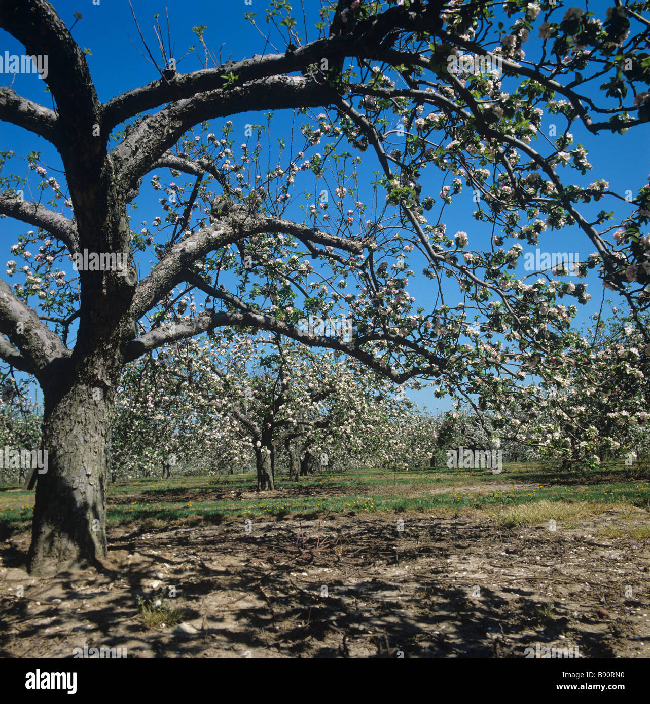 Coppia di meli in piena fioritura in primavera a Kentish Orchard Foto Stock