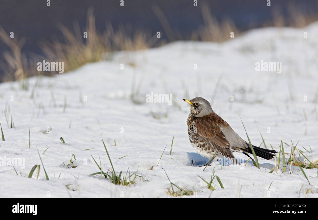 Allodole Cesene Beccacce Turdus pilaris nella neve Foto Stock