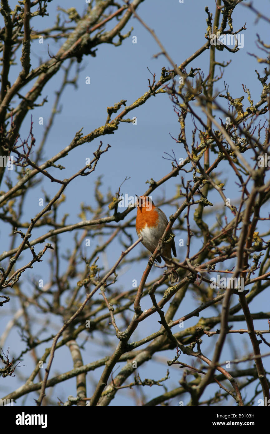 Il canto Robin (Erithacus rubecula) Foto Stock