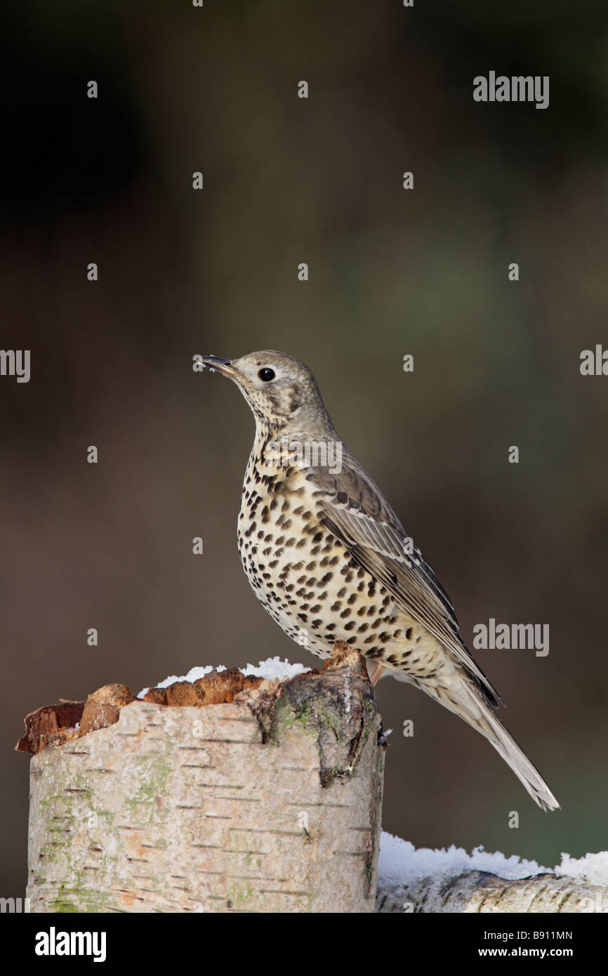 Mistle Thrush Turdus viscivorus nella neve Foto Stock