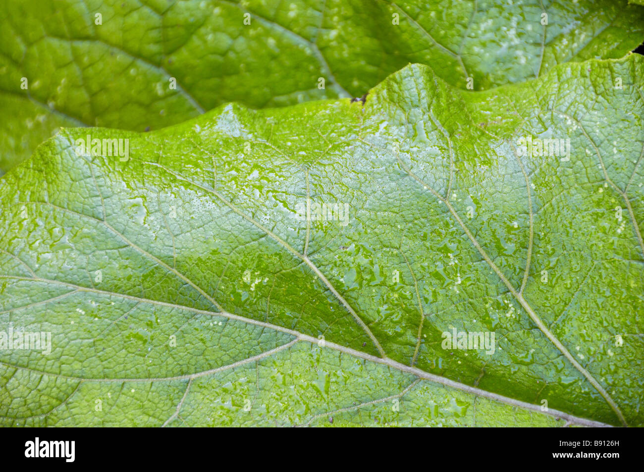 Dewdrops su foglie verdi Foto Stock