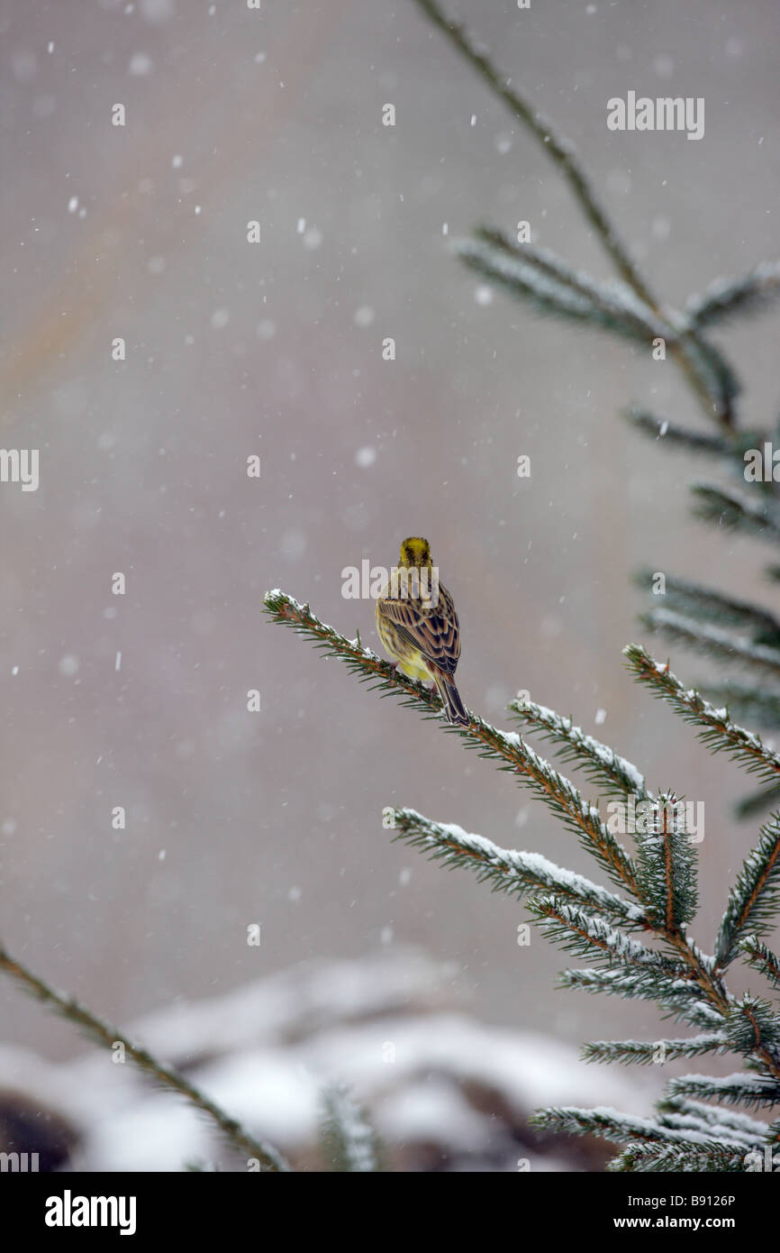 Zigolo giallo Emberiza citrinella in caduta di neve Foto Stock