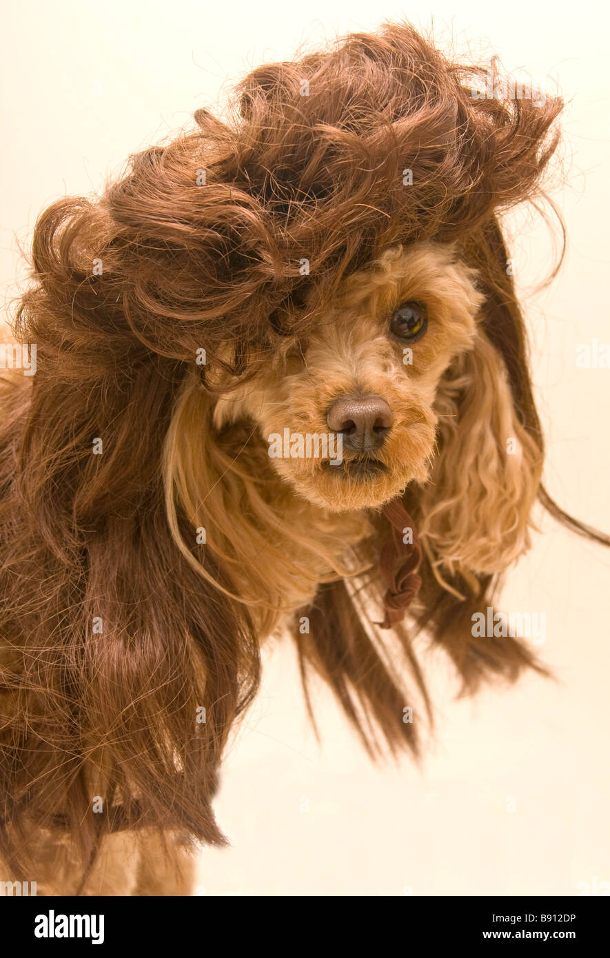 Un cane che indossa una parrucca Foto Stock