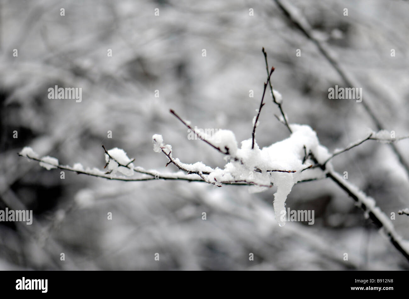 Neve invernale aggrappati a ramoscelli su albero Foto Stock