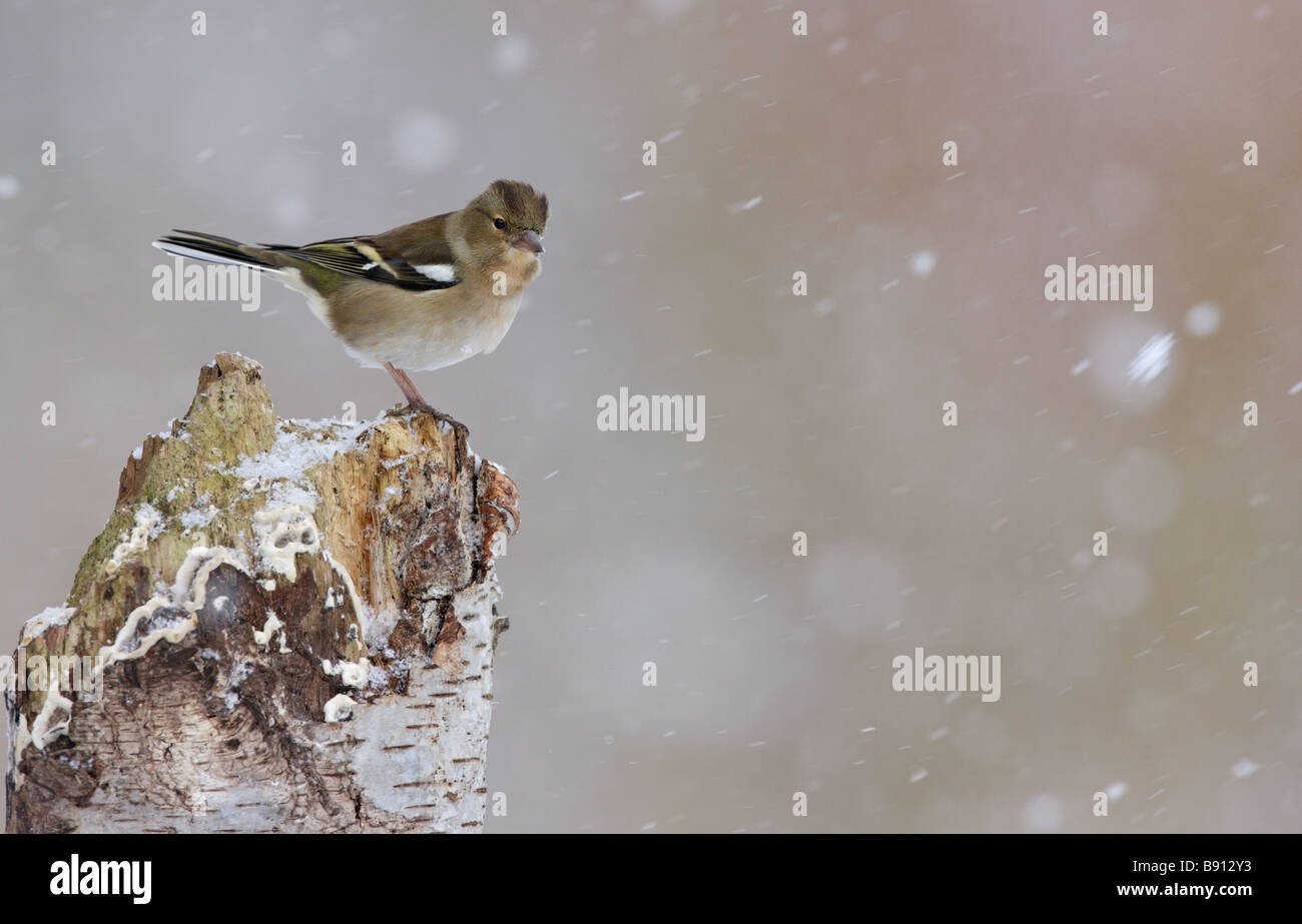 Fringuello Fringilla coelebs in caduta di neve Foto Stock