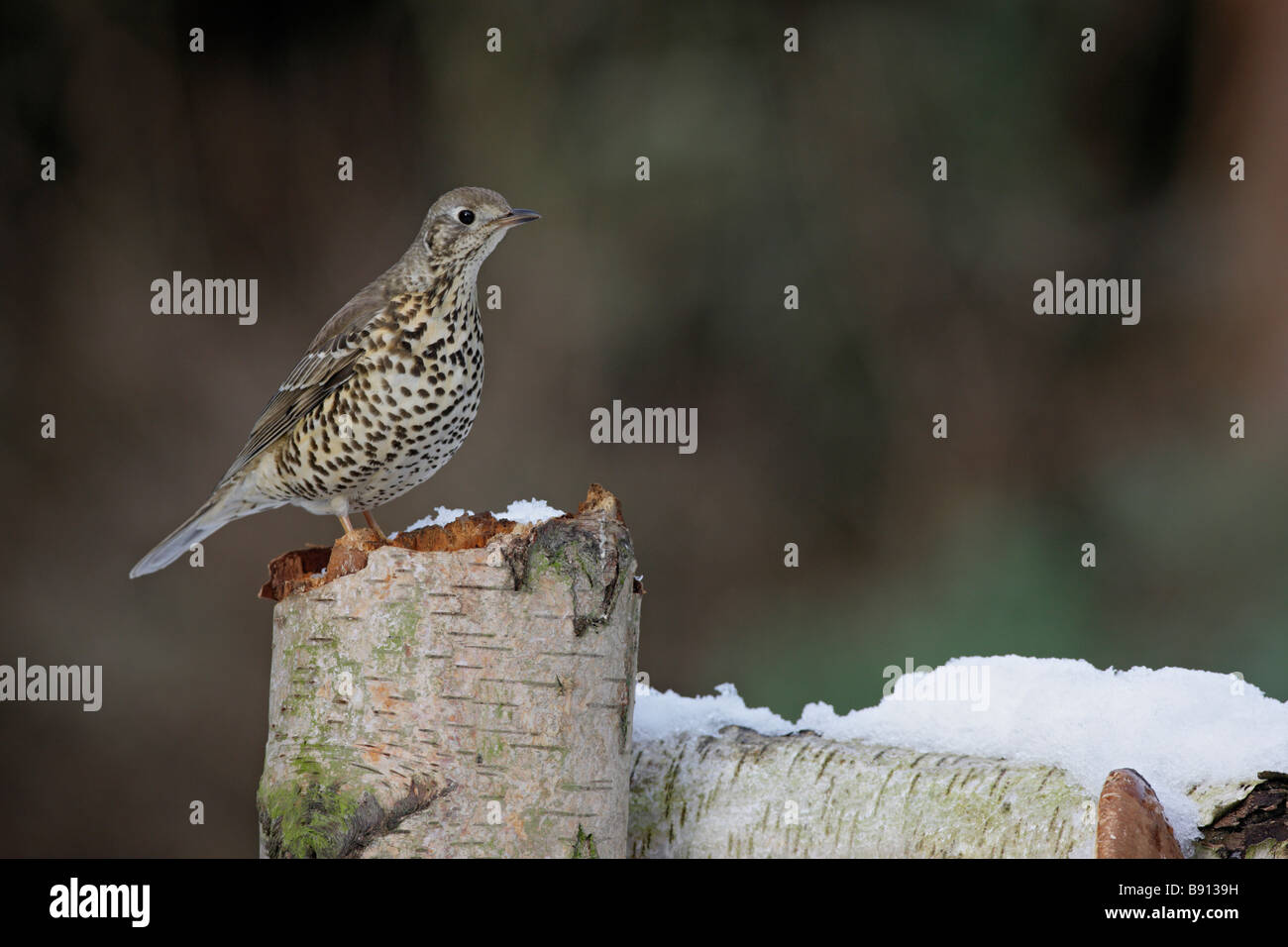 Mistle Thrush Turdus viscivorus nella neve Foto Stock